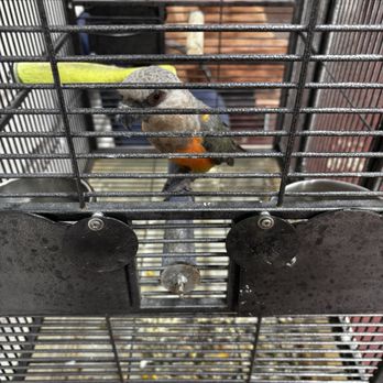 Winchester Test Only - Smog check and adorable parrot! - Smog Check Stations Near Me - Campbell, California Winchester Test Only - Smog check and adorable parrot! - Smog Check Stations Near Me - Campbell, California