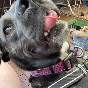 Pints N' Paws - Festivals Near Me - Sanford, Florida