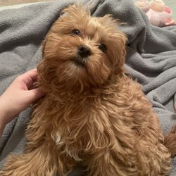 The Puppy Place