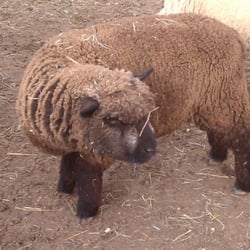 Clos Pepe Vineyards - A cute alternative to pesticides