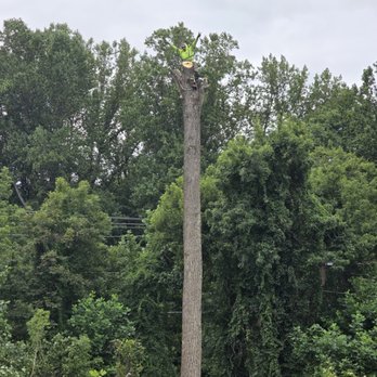 Coreas Tree Services - Tree Services Near Me - Owings Mills, Maryland