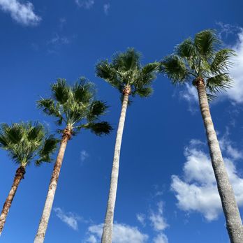 Hulk Tree Service - Trimmed palms - Tree Services Near Me - Largo, Florida Hulk Tree Service - Trimmed palms - Tree Services Near Me - Largo, Florida