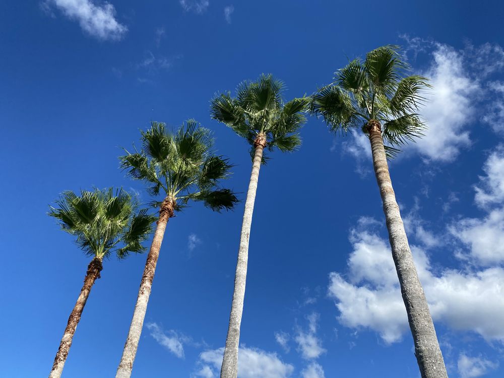 Hulk Tree Service - tree service in Largo, FL