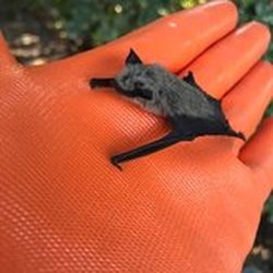 Best Bat Removal Near Me - December 2021 Find Nearby Bat Removal Reviews - Yelp Best Bat Removal Near Me - December 2021 Find Nearby Bat Removal Reviews - Yelp