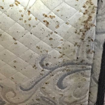 1 Stop Pest Control - Pest Control Near Me 1 Stop Pest Control - Pest Control Near Me