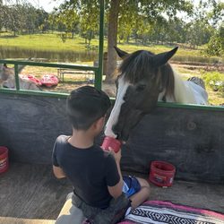 Rockn Rowdy Ranch - Animal feeding