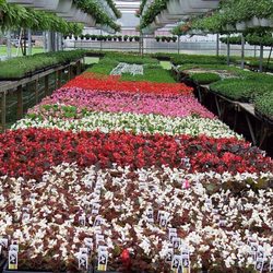 Freed's Greenhouse & Nursery