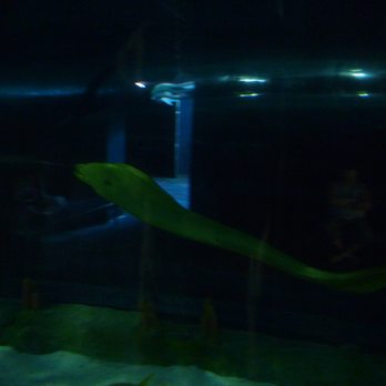 Ripley's Mirror Maze - Eel - Aquariums Near Me - Myrtle Beach, South Carolina Ripley's Mirror Maze - Eel - Aquariums Near Me - Myrtle Beach, South Carolina