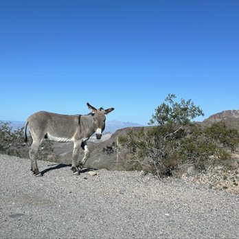 Town of Oatman - 2/2026 Wild Burro enjoying the overview - Local Flavor Near Me