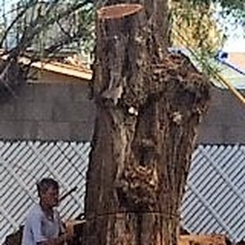 The BeeMan Live Bee Removal - Pest Control Near Me - Scottsdale, Arizona The BeeMan Live Bee Removal - Pest Control Near Me - Scottsdale, Arizona