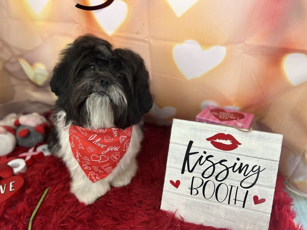 Animal Loving Care - pet boarding facility in Brooklyn, NY