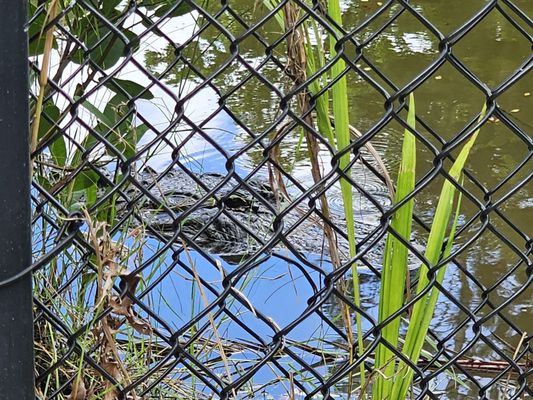 Naples Zoo at Caribbean Gardens by null