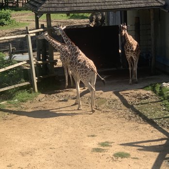 Peoria Zoo - Giraffe - Zoos Near Me - Peoria, Illinois Peoria Zoo - Giraffe - Zoos Near Me - Peoria, Illinois