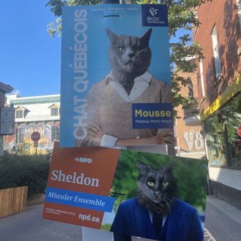 Café Chat l'Heureux - During the elections, they have their cats campaigning too! - Vegetarian Near Me - Montreal, Quebec Café Chat l'Heureux - During the elections, they have their cats campaigning too! - Vegetarian Near Me - Montreal, Quebec