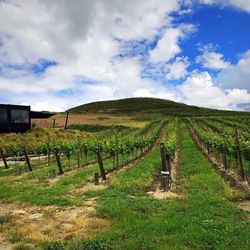 Domain Road Vineyard