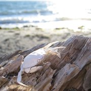 Lopez Farm Cottages And Tent Camping 16 Reviews Bed
