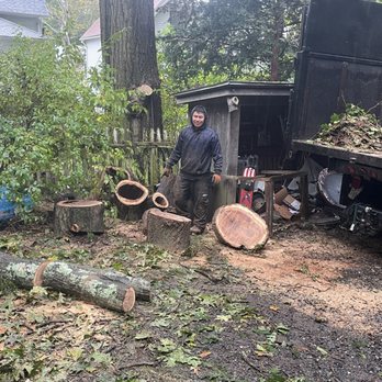 A & S Tree Service - A person is standing in a yard surrounded by cut tree logs, branches, and debris. The yard has a large tree and a small shed in the background. A truck with a flatbed loaded with wood and debris is parked nearby. The ground is covered with leaves, wood chips, and dirt. The person is wearing dark clothing and gloves, indicating they are engaged in yard work or tree removal activities. - Tree Services Near Me - Wilmington, Massachusetts