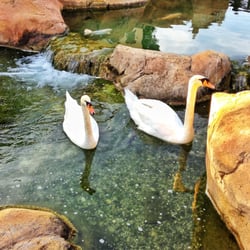 Jardines De Marina D'or - Mucha fauna. XD