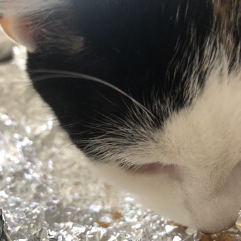Pan A Day Take Away - My cat couldn't resist - Caribbean Near Me - Providence, Rhode Island Pan A Day Take Away - My cat couldn't resist - Caribbean Near Me - Providence, Rhode Island