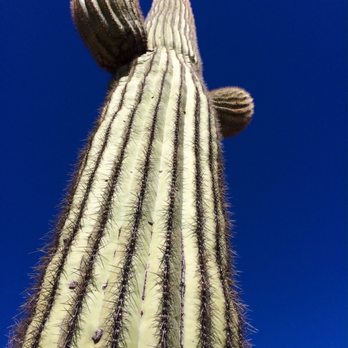 Sophie's Flat Trailhead - Stately saguaros throughout - Hiking Near Me - Wickenburg, Arizona Sophie's Flat Trailhead - Stately saguaros throughout - Hiking Near Me - Wickenburg, Arizona