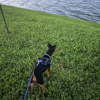 Lakes Pet Walking and Boarding - Daily walks with Bently - Dog Walkers Near Me - Hialeah, Florida Lakes Pet Walking and Boarding - Daily walks with Bently - Dog Walkers Near Me - Hialeah, Florida