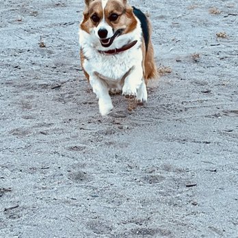 Critter Happiness - Pet Boarding Near Me