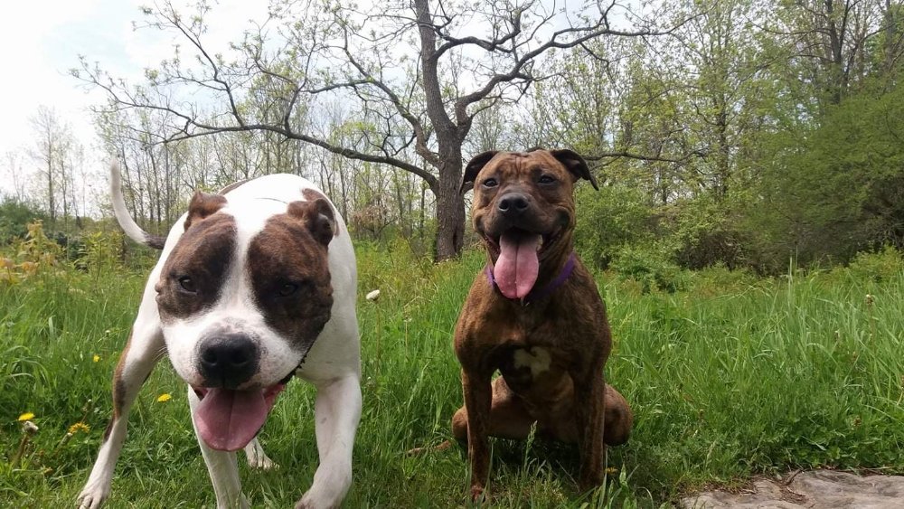 FurrSitter - pet boarding facility in Schenectady, NY