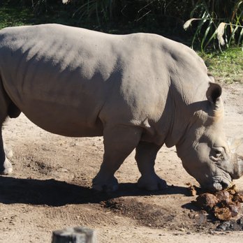 Virginia Zoo - White Rhinoceros (checking out the latest poop) - Zoos Near Me - Norfolk, Virginia Virginia Zoo - White Rhinoceros (checking out the latest poop) - Zoos Near Me - Norfolk, Virginia
