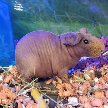 PetSmart - Skinny Pig (Cavia Porcellus). - Pet Stores Near Me - KAPOLEI, Hawaii PetSmart - Skinny Pig (Cavia Porcellus). - Pet Stores Near Me - KAPOLEI, Hawaii