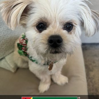 Bark Busters - Chanel is a 1 year old havanese. - Pet Training Near Me Bark Busters - Chanel is a 1 year old havanese. - Pet Training Near Me