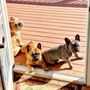 Photo of Countryside Veterinary Service
