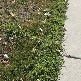 Red Shovel Landscape - Weeds throughout turf area - Landscaping Near Me - Albuquerque, New Mexico