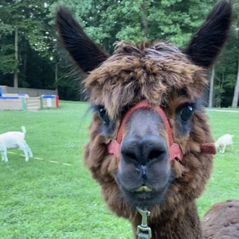 The Williamsburg Campground - take a look at this guy - Campgrounds Near Me - Williamsburg, Virginia The Williamsburg Campground - take a look at this guy - Campgrounds Near Me - Williamsburg, Virginia