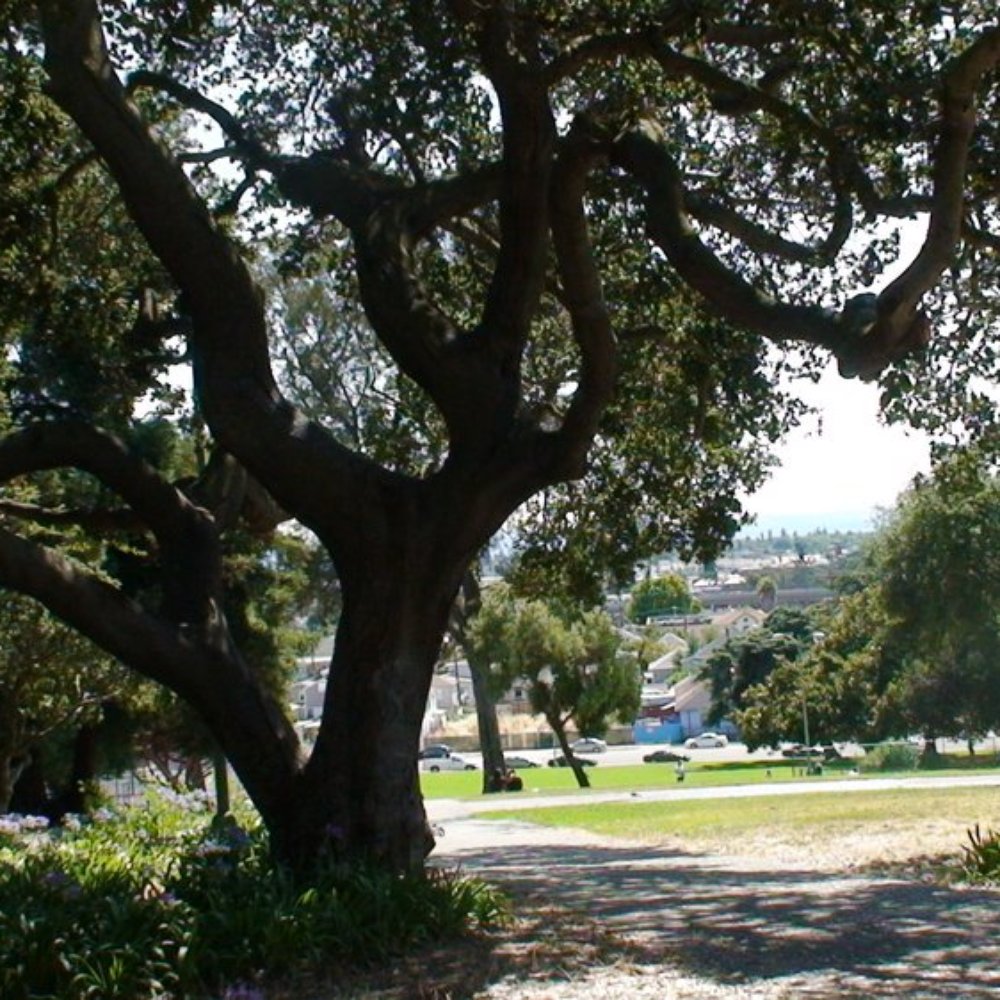 San Antonio Park - Oak tree and grass lawn at at San Antonio Park, Oakland, California - Parks Near Me - Oakland, California