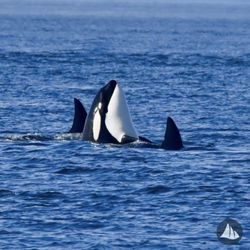 Deer Harbor Charters - Orcas