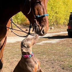 Wild At Heart Horse Rides