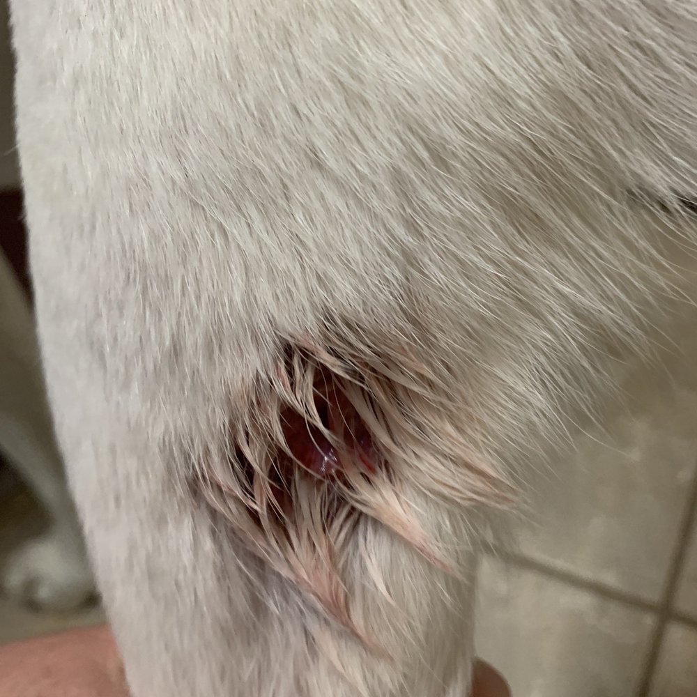 Leo & Lucky's - Hole in my dog's leg from groomers at Leo and Lucky's - Pet Stores Near Me - Parrish, Florida Leo & Lucky's - Hole in my dog's leg from groomers at Leo and Lucky's - Pet Stores Near Me - Parrish, Florida