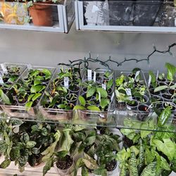 Baby props from the owner's personal collection