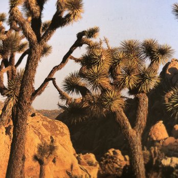 The Desert Lily - Bed & Breakfast Near Me - Joshua Tree, California The Desert Lily - Bed & Breakfast Near Me - Joshua Tree, California