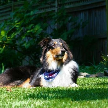 Aimee's Grooming Boutique - Stunning Collie sunbathing and enjoying his 4th of July weekend after his deshedding treatment, haircut and bath spa package. - Pet Groomers Near Me - Swanzey, New Hampshire Aimee's Grooming Boutique - Stunning Collie sunbathing and enjoying his 4th of July weekend after his deshedding treatment, haircut and bath spa package. - Pet Groomers Near Me - Swanzey, New Hampshire