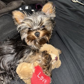5 Paws Daycare - Pet Sitting Near Me - Indio, California 5 Paws Daycare - Pet Sitting Near Me - Indio, California