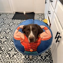 Viking Veterinary Hospital - He's on the mend!
