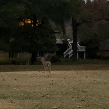 Elkins Lake - deer and wildlife - Golf Near Me - Huntsville, Texas Elkins Lake - deer and wildlife - Golf Near Me - Huntsville, Texas
