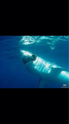 Shark Cage Diving with Calypso Star Charters by null