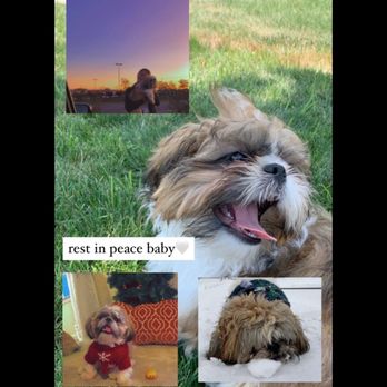 Jackson Veterinary Hospital - my dog - Veterinarians Near Me - Jackson, New Jersey Jackson Veterinary Hospital - my dog - Veterinarians Near Me - Jackson, New Jersey