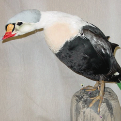 Cassida's Taxidermy & Guide Service
