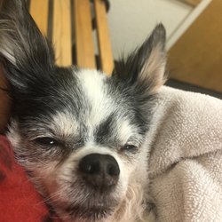 Fairfield Animal Hospital - Oh Doc I'm getting to old