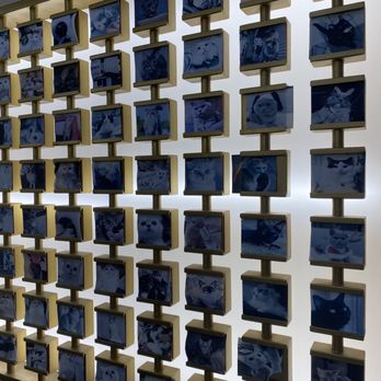 3Cat Handcrafted Beverage - Cat wall - Bubble Tea Near Me - San Gabriel, California