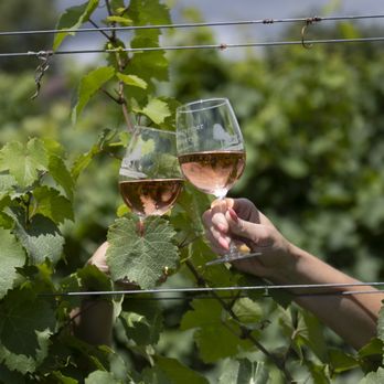 Barnstormer Winery - An afternoon enjoying some Barnstormer wines on the home farm vineyard! - Wineries Near Me - Rock Stream, New York Barnstormer Winery - An afternoon enjoying some Barnstormer wines on the home farm vineyard! - Wineries Near Me - Rock Stream, New York