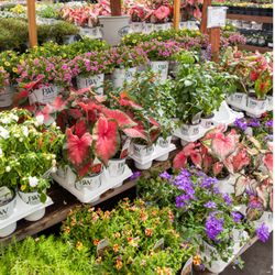 Green Acres Nursery & Supply